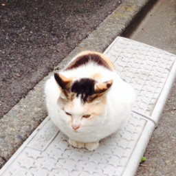 TokyoICT's profile picture. 