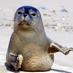 Temple Seal Trips (@templesealtrips) Twitter profile photo Temple Seal Trips (@templesealtrips) Twitter profile photo