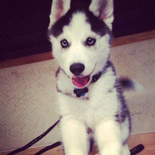 Bringing you the most amazing and cutest husky pictures.