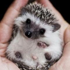 The cutest hedgehogs on the internet.