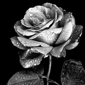 silvervoter's profile picture. Old enough to be concerned 4 childrens future. Young @ heart to have hopes & dreams of my own. Silvervoters are increasing part of electorate! @Keir_Starmer