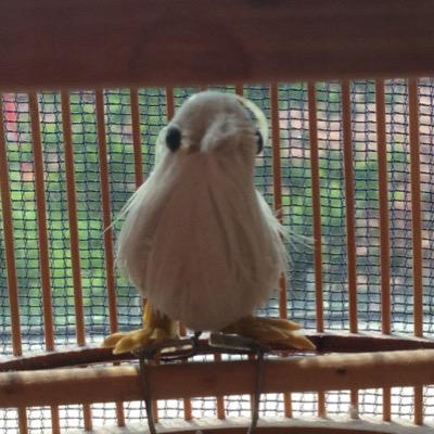 kleinervogel16's profile picture. INFJ, HSP and proud