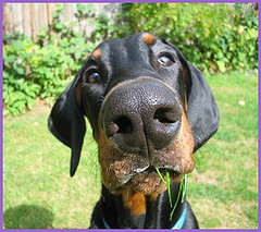 BabitaDePerro's profile picture. 