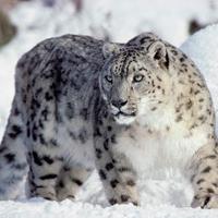 Snow leopard op - @meikle_steven Twitter Profile Photo