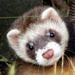 North East Ferrets