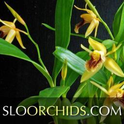 A one of a kind orchid greenhouse shipping rare and exquisite flowers from San Luis Obispo County all over the United States.