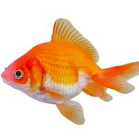 fish (@fishybot) 's Twitter Profile Photo fish (@fishybot) 's Twitter Profile Photo