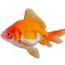 fish (@fishybot) Twitter profile photo fish (@fishybot) Twitter profile photo