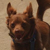 Daily Dogjoy (@dailydogjoy) 's Twitter Profile