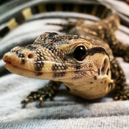 Love reptiles? We do too. Snakes, lizards, turtles, tortoises, and more! 🦎 🐍 🐢 Definitely @ us with a photo of your favorite scaled pet!