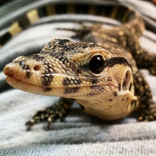 Love reptiles? We do too. Snakes,  lizards,  turtles,  tortoises,  and more! 🦎 🐍 🐢 Definitely @ us with a photo of your favorite scaled pet!