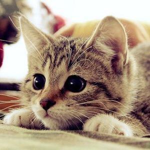 Cute cat images on