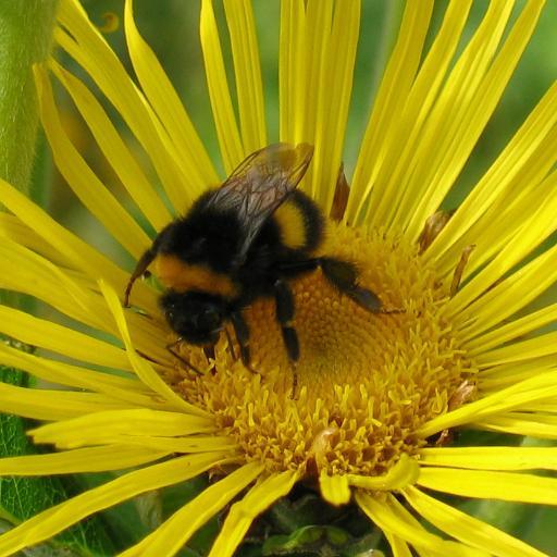 Certified Organic Irish herb grower & seed producer. Herb garden designer. Workshop facilitator. Passionate about using herbs for nutrition, taste and medicine.