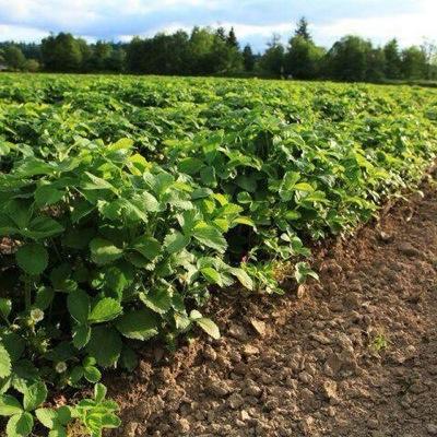 4th generation strawberry farm in the heart of the Puyallup Valley. Open 3-4 weeks during the strawberry harvest season which is typically early June.
