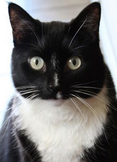mytuxedocat's profile picture. Cat Crazy Shop