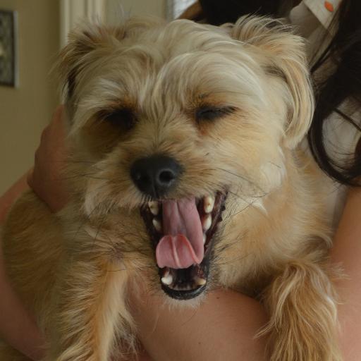 MaybeAShipper's profile picture. College student who has no idea of what she's doing. Currently obsessed with Animal Crossing, Fire Emblem, and Warframe. Needs to draw more.