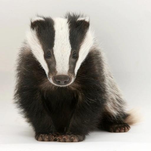 Retired and loving it !!
Animal lover and hater of all cruelty to any form of life.
Vehemently anti badger cull.
RT's not necessarily endorsement