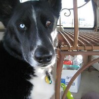 PepperTheDog (@pepperthedog) 's Twitter Profile
