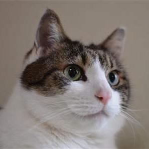 肉球新党の公式twitterアカウントです。猫の生活を守るため、戦争と原発、動物虐待に反対。プロフ画像は党首(2016/12/29~天国)。このアカウントのフォローをもって入党申請とみなし、フォロー返しをもって党員となります。詳しくはHPのAbout usを参照。 #肉球新党 #猫の生活が第一