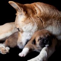 Leigh (@leigh_dingo) 's Twitter Profile Photo Leigh (@leigh_dingo) 's Twitter Profile Photo