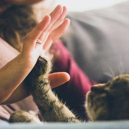 Ich mag Katzen und Hunde. Cartoon, Filme... Friedensaktivist / Friedensforschung Deutsch / Eng / FUB Free /