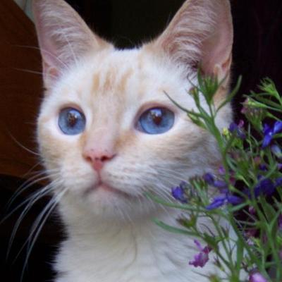 Meow Magazine on Twitter "10 meme lucu kucing