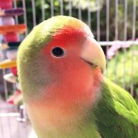 みり@コザクラインコ (@quino_kozakura) 's Twitter Profile Photo