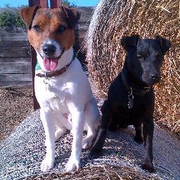 TargetArb Mascots Chunk, Rocky, Buddy and Sam