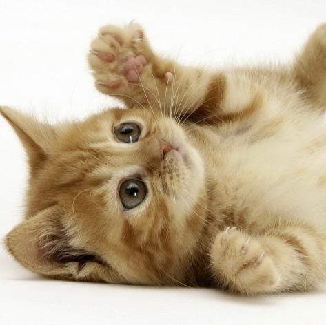 turitochan's profile picture. ♪Perfume全部好き！P.T.A. ystkサウンドが大好物。
KingGnu、米津玄師、aiko、あいみょん、Vaundy、official髭男dism、いいものはやっぱりいい！
最近はNewJeans改めjeanzforfree改めNJZサウンドがお気に入り😊