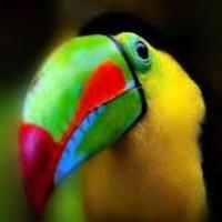 Costa Rica Residency (@puravidalifenow) 's Twitter Profile