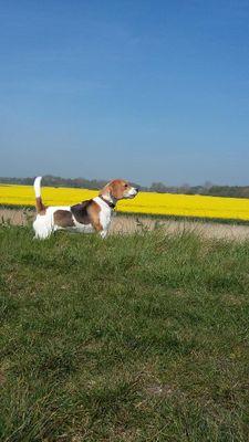 paul1976k's profile picture. Ipswich Town fan beagle owner