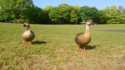 mfs_walnut's profile picture. 大学1年生 女/ワンオク用アカ/語れる友達が欲しいので気軽にフォローしてください(*´ ˘ `*)　　　　　　　　　　無言フォローすいません。