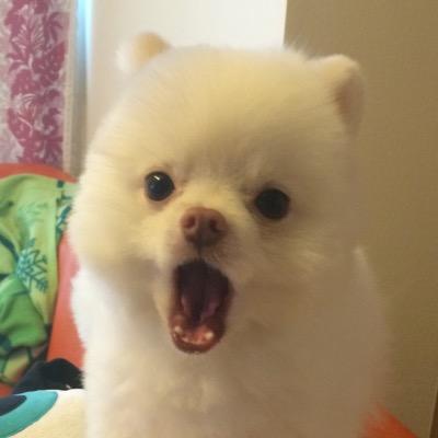 ポメラニアンのぽこ丸 Ponponkotumaru Twitter ポメラニアンのぽこ丸 Ponponkotumaru Twitter