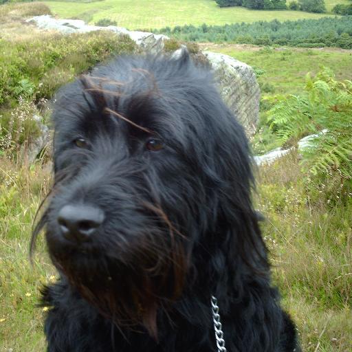 rl675's profile picture. 