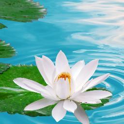 snehapatel1551's profile picture. 