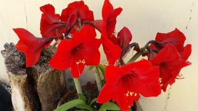 nha1357's profile picture. 