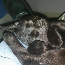 MyCatHappy's profile picture. 