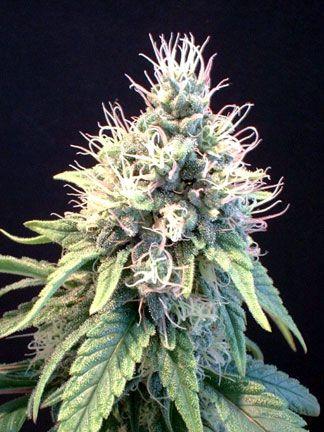 Discover Step By Step Instructions on how I Grow MASSIVE STICKY BUDS