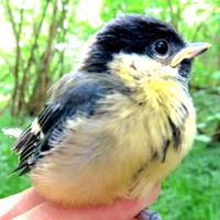 Wytham Tit Study(@WythamTits) 's Twitter Profile Photo