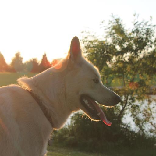 friendlywolfdog's profile picture. Showing the daily life of the Friendly Wolf though his perspective