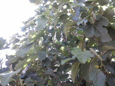 BaghnjaHamid's profile picture. 