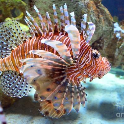 Hook yourself into the topic of lionfish pandemic, and sea what you can do to stop the off-season fishing!!