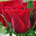 اﻻسد الضاري (@05436262111O) Twitter