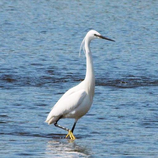 Birder who gets out when I can, and where I can. Dabble at photography and do a bit of bird ringing when work permits. All photos tweeted are my own.