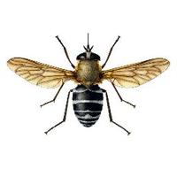 NHM Diptera(@NHM_Diptera) 's Twitter Profile Photo