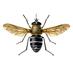 NHM Diptera (@nhm_diptera) Twitter profile photo NHM Diptera (@nhm_diptera) Twitter profile photo