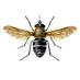 NHM Diptera (@NHM_Diptera) Twitter profile photo