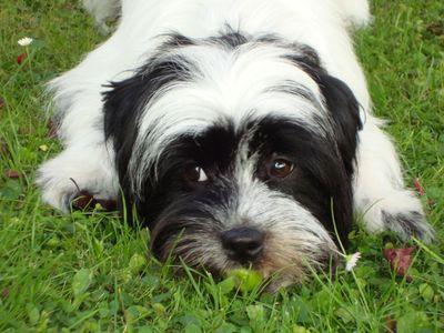 DaoliolucaL's profile picture. 