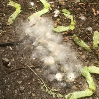 A2TreeFuzz's profile picture. Live tree fuzz index for Ann Arbor, MI