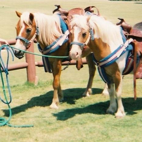 Pony ride and petting zoo company for parties, carnivals, fundraisers, schools, in  Los Angeles, Orange, San Bernardino County  and Inland Empire